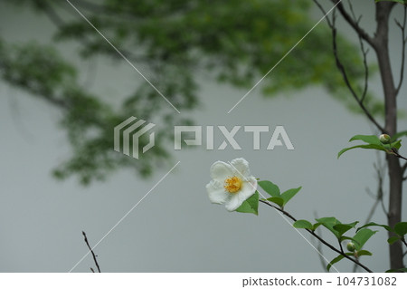 一朵夏天的山茶花 104731082