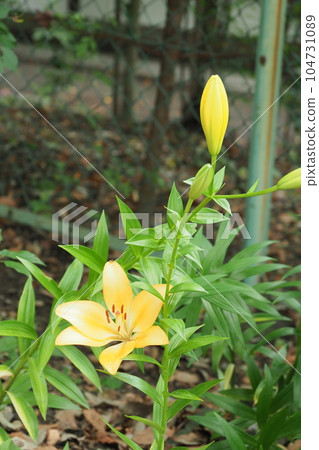 Yellow lily flowers Yellow lily flowers 104731089