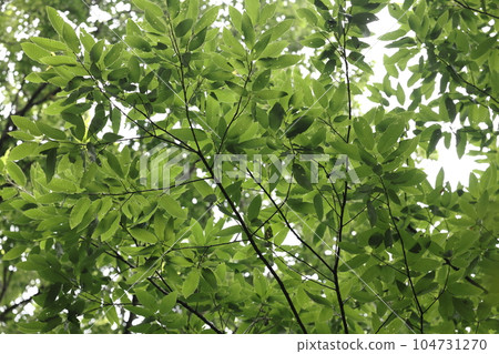 天然植物Abemaki，形狀類似鋸齒櫟。它自然生長在從東北地區南部到四國和九州的丘陵和山區。 104731270