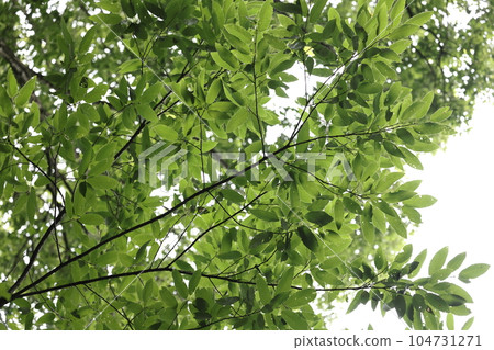 與天然植物相似的葉子,如橡樹和鋸齒橡樹。不同的是背面覆蓋著絨毛,呈白色。 與天然植物相似的葉子,如橡樹和鋸齒橡樹。不同的是背面覆蓋著絨毛,呈白色。 104731271