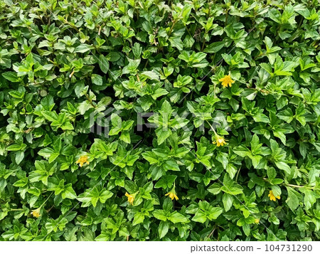 Closeup of chinese wedelia plant Closeup of chinese wedelia plant 104731290