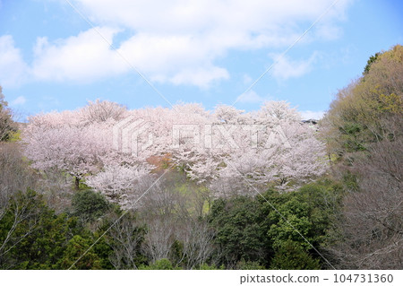 櫻花盛開的吉野櫻花盛開 櫻花盛開的吉野櫻花盛開 104731360