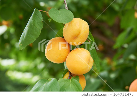 杏子 杏子 104731473