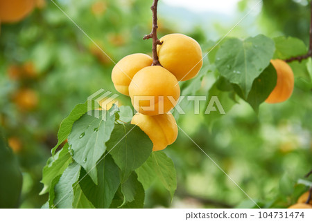 Apricots 104731474