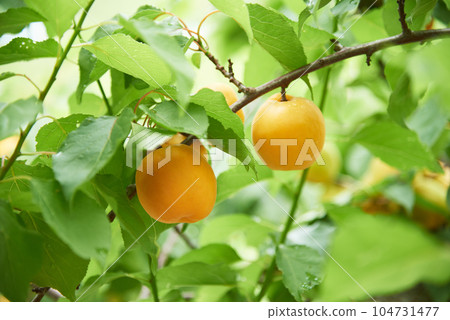 Apricots Apricots 104731477