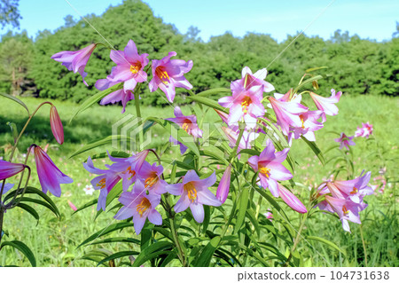 會津高原盛開的姬小百合 104731638