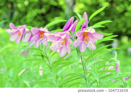 粉紅色落葉松 104731639