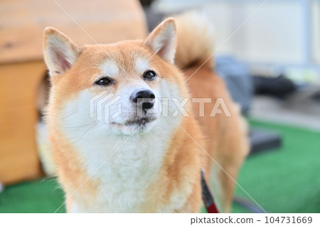 豆柴直視柴犬 豆柴直視柴犬 104731669