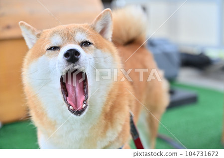 Faaa Mameshiba Shiba Inu 打著大大的哈欠 104731672