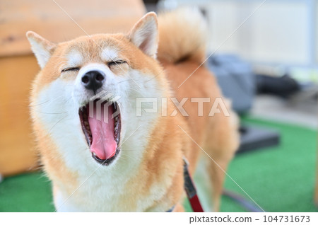 Faaa Mameshiba Shiba Inu 打著大大的哈欠 Faaa Mameshiba Shiba Inu 打著大大的哈欠 104731673