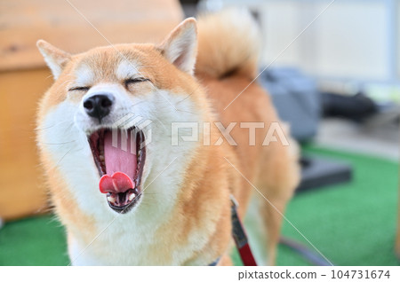 Faaa Mameshiba Shiba Inu 打著大大的哈欠 104731674