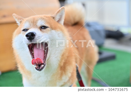 Faaa Mameshiba Shiba Inu 打著大大的哈欠 Faaa Mameshiba Shiba Inu 打著大大的哈欠 104731675