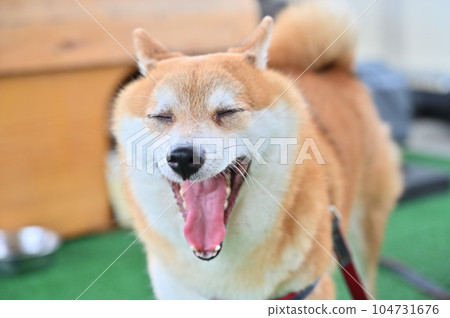 Faaa Mameshiba Shiba Inu 打著大大的哈欠 Faaa Mameshiba Shiba Inu 打著大大的哈欠 104731676