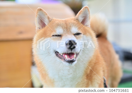 帶著可愛微笑的豆柴柴犬 帶著可愛微笑的豆柴柴犬 104731681
