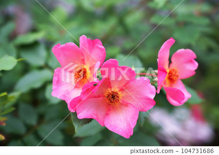 Single bloom rose "Morning Mist" Single bloom rose "Morning Mist" 104731686