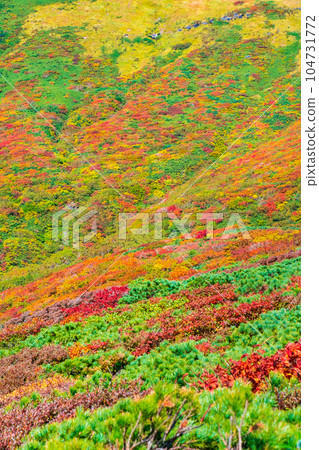 Mt. Kurikoma Climbing in Autumn (Central Course): God's Carpet 104731772