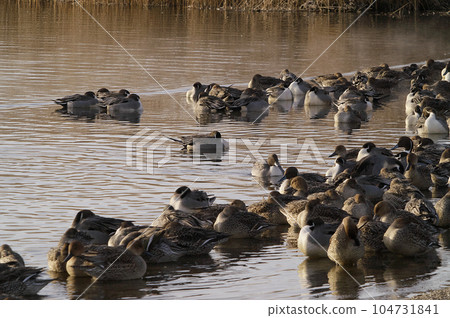 Resting of the pitcher 104731841