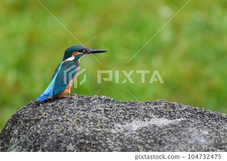Kingfisher male relaxing on a rock with a greenback 104732475
