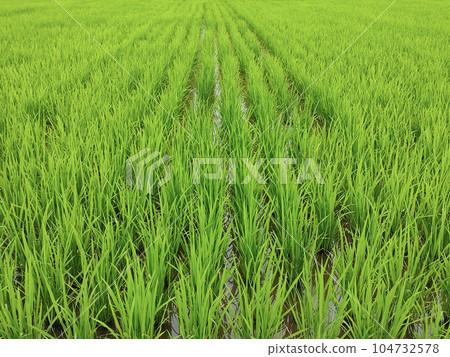 Paddy field 104732578