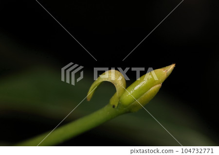 Natural plants Kuromoji, deciduous shrubs of the Lauraceae family. At the beginning of July, young buds are beginning to grow on the branches. Natural plants Kuromoji, deciduous shrubs of the Lauraceae family. At the beginning of July, young buds are beginning to grow on the branches. 104732771