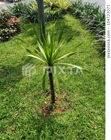 Close up of cambodian dragon tree plant Close up of cambodian dragon tree plant 104733071