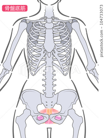 female pelvic floor muscles 104733073