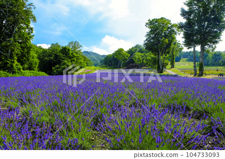 Midsummer Lavender Park Midsummer Lavender Park 104733093