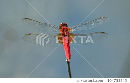 Dragonfly  104733243