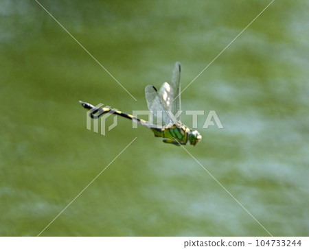 Dragonfly  104733244
