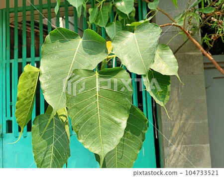 Close up of sacred fig plant  104733521