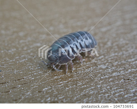 Okandan beetle Okandan beetle 104733691