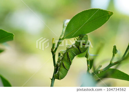燕尾幼蟲吃柑橘葉 104734562