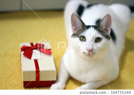 Various expressions and poses of Japanese Bobtail cat with a gift box on the bed 104735249