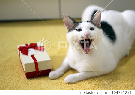 Various expressions and poses of Japanese Bobtail cat with a gift box on the bed 104735251
