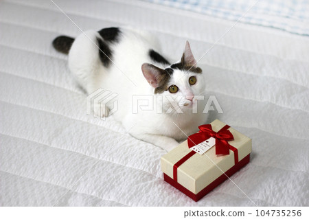 Various expressions and poses of Japanese Bobtail cat with a gift box on the bed 104735256