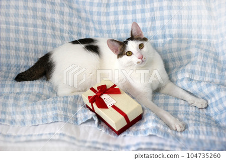 Various expressions and poses of Japanese Bobtail cat with a gift box on the bed 104735260