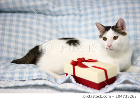 Various expressions and poses of Japanese Bobtail cat with a gift box on the bed 104735262