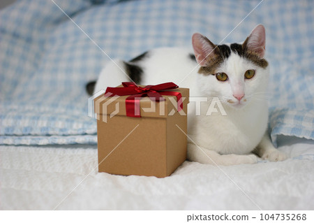Various expressions and poses of Japanese Bobtail cat with a gift box on the bed 104735268