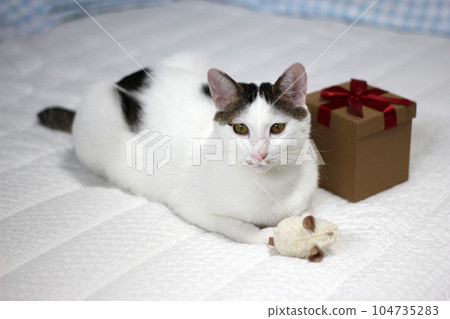 Various expressions and poses of Japanese Bobtail cat with a gift box on the bed 104735283