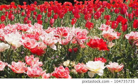 Pink double-flowered tulips and red tulips Pink double-flowered tulips and red tulips 104735735
