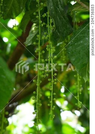 sagaribana的芽 104736883