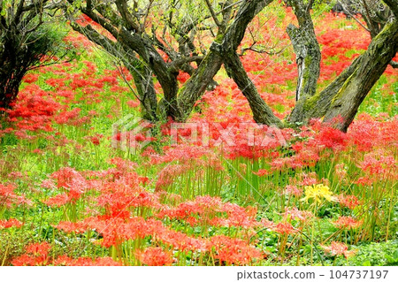 Mineyamaji的群集孤挺花 Mineyamaji的群集孤挺花 104737197