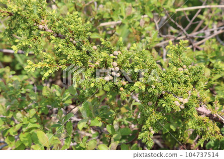 Oregon with young cones Oregon with young cones 104737514