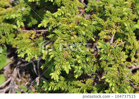 Oregon with young cones 104737515