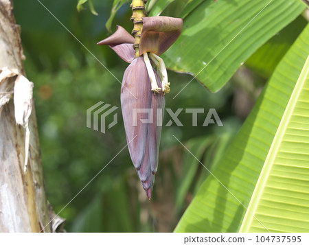 Banana flower on Kohama Island Banana flower on Kohama Island 104737595