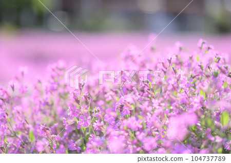 Sakura dianthus Sakura dianthus 104737789
