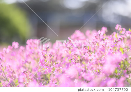 櫻花石竹 104737790