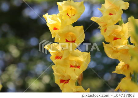 Yellow gladiolus flowers blooming in early summer park Yellow gladiolus flowers blooming in early summer park 104737802