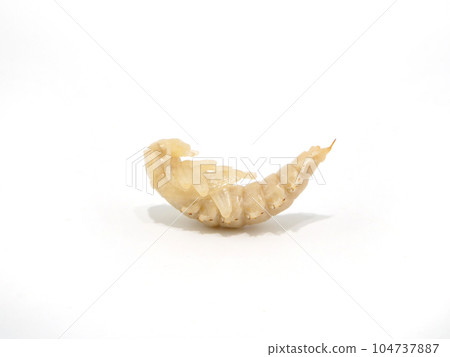 giant mealworm pupae giant mealworm pupae 104737887