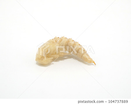 Sideways giant mealworm pupa Sideways giant mealworm pupa 104737889